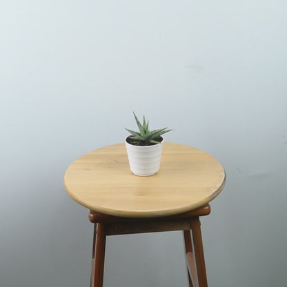 Sansevieria Cinta - Greenspaces.id