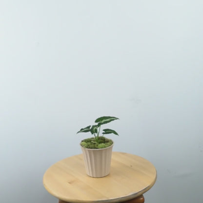 Syngonium Wenlandii  - Greenspaces.id