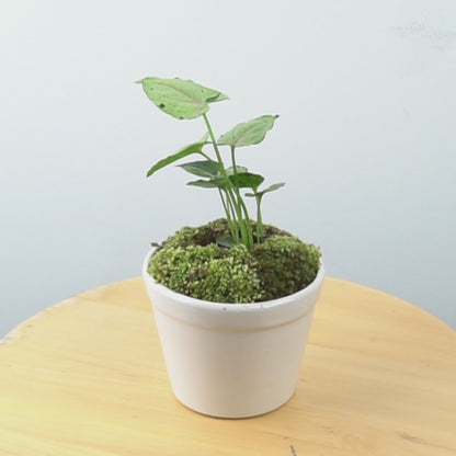Syngonium Green Splash  - Greenspaces.id