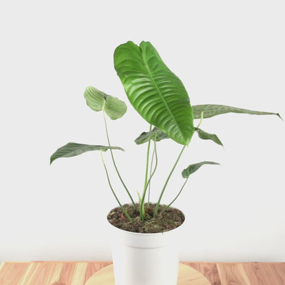 Anthurium King Veitchii Large Size