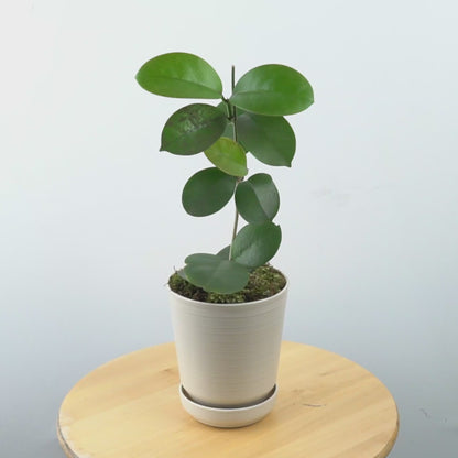 Hoya Australis - Greenspaces.id