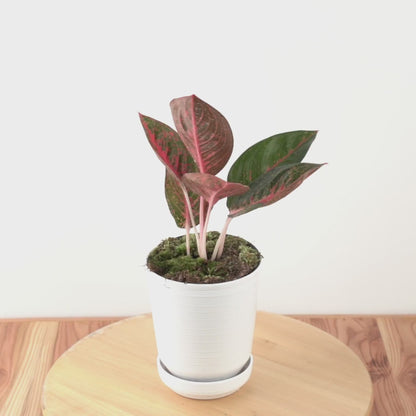 Aglaonema Adelia