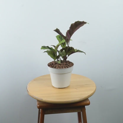 Calathea yellow fushion - Greenspaces.id