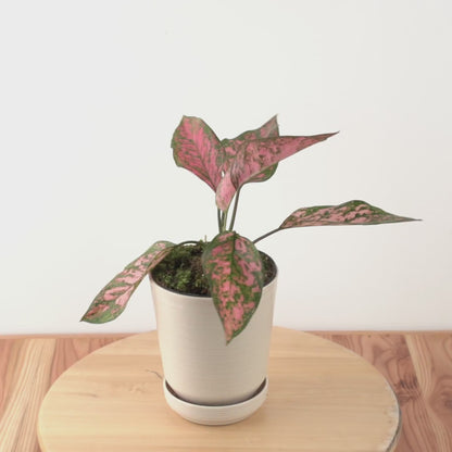 Aglaonema lady valentine_Video