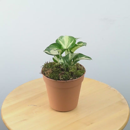 Epipremnum pinnatum manjula  - Greenspaces.id