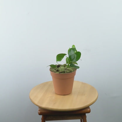 Philodendron Grazielae