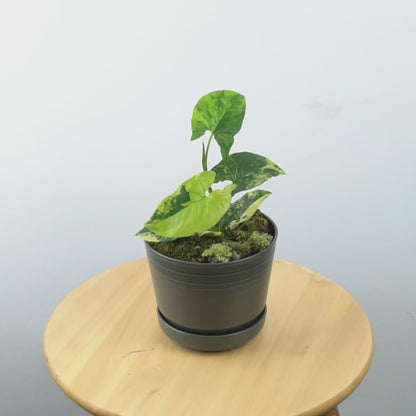 Syngonium yellow variegated