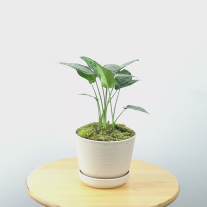 Homalomena Schismatoglottis - Greencpaces.id