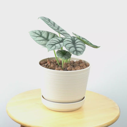 Alocasia Silver Dragon - Greenspaces.id