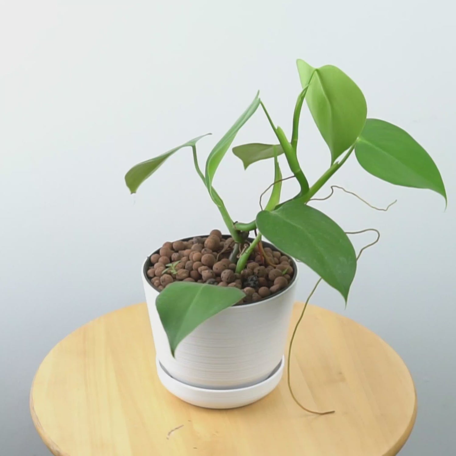 Philodendron Microstosctum - Greenspaces.id