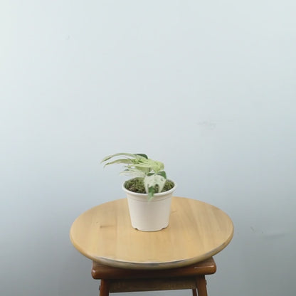 Epipremnum Pinnatum Marble variegated