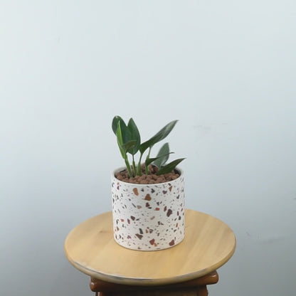 Monstera standleyana - Greenspaces.id