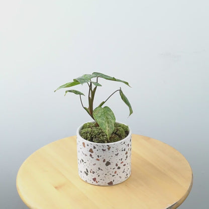 Philodendron sodiroi variegated  - Greenspaces.id