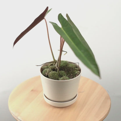 Philodendron atabapoense - Greenspaces.id