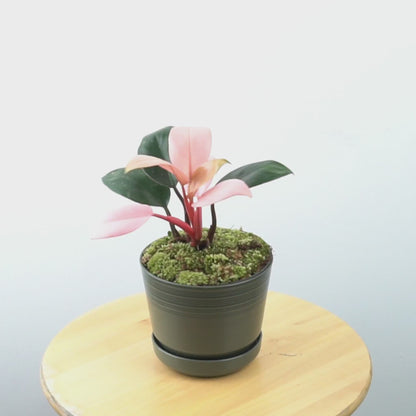 Philodendron Pink Congo