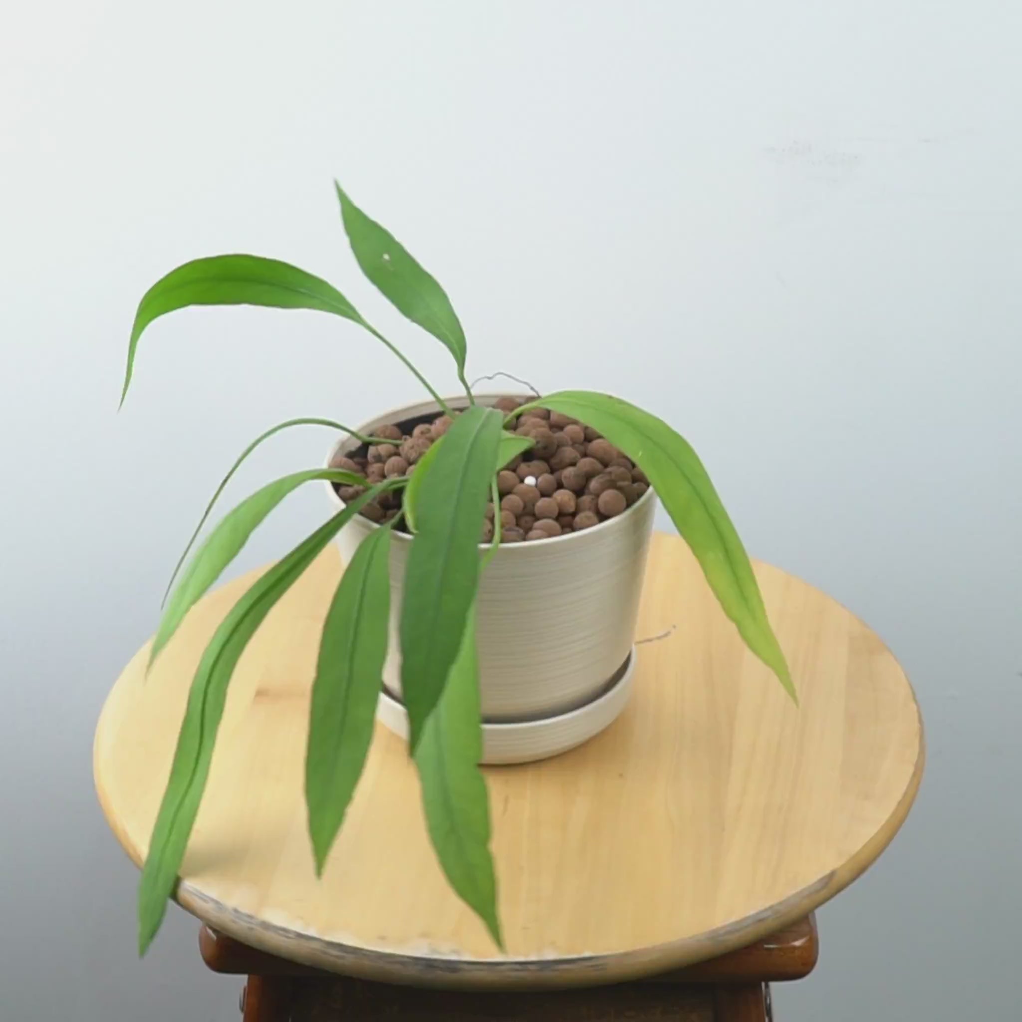 Anthurium vittarifolium - Greenspaces.id