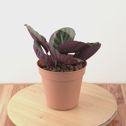 Calathea marion - Greenspaces.id