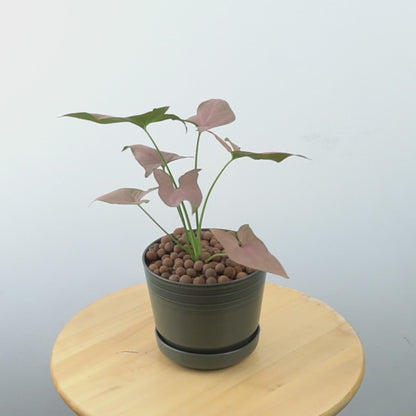 Syngonium Pink  - Greenspaces.id