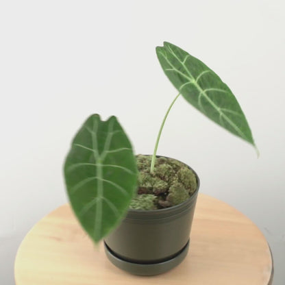 Alocasia Watsoniana - Greenspaces.id