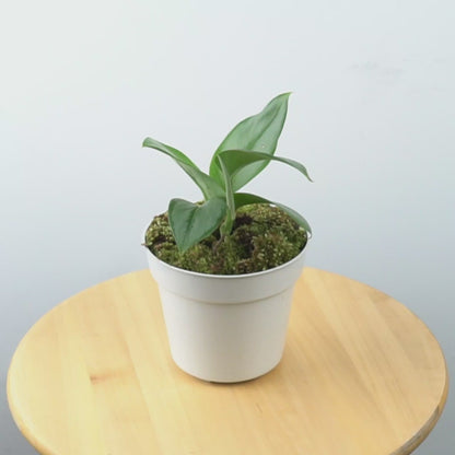 Scindapsus Moonlight - Greenspaces.id