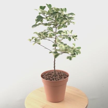 Ficus Tringularis - Greenspaces.id