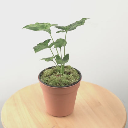 Syngonium Army  - Greenspaces.id
