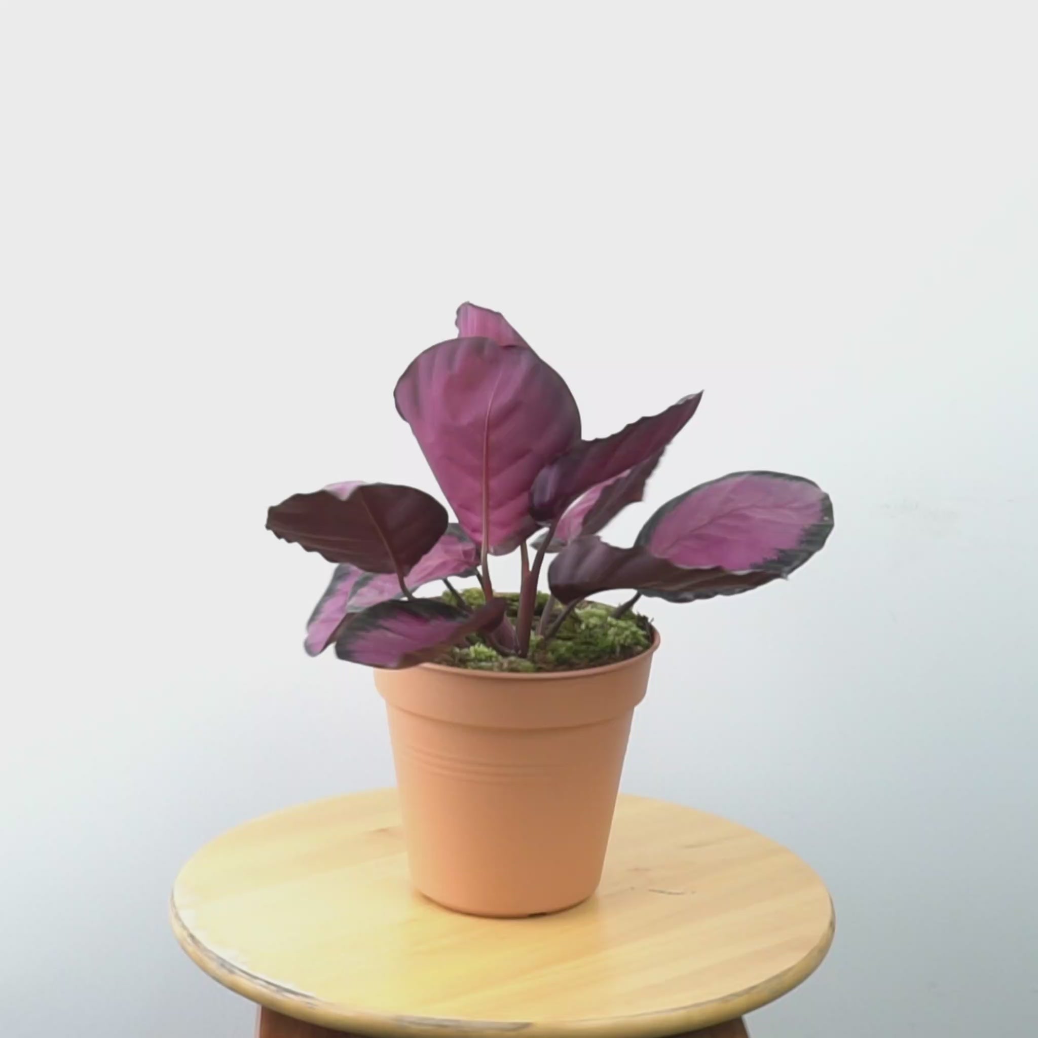 Calathea crimson - Greenspaces.id