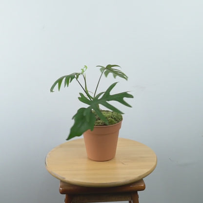 Philodendron mayoi - Greenspaces.id