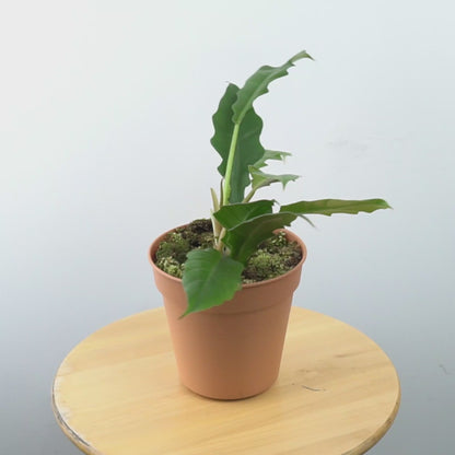 Philodendron Jungle Boogie