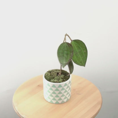 Hoya macrophylla red - Greenspaces.id