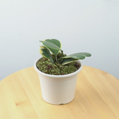 Hoya Kerri Variegated - Greenspaces.id