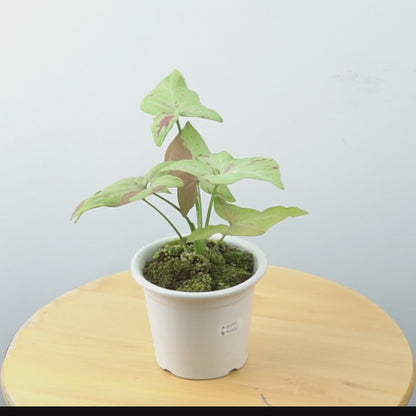 Syngonium strawberry milk