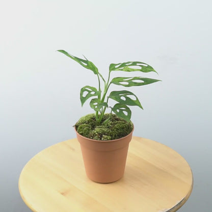 Monstera adansonii variegated indonesia - Greenspaces.id