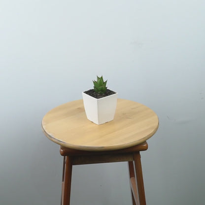 Sansevieria tower hybrid - Greenspaces.id