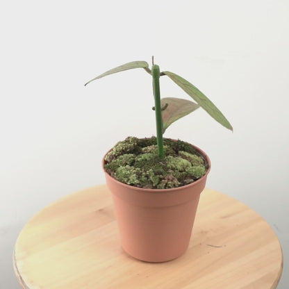 Hoya sp tanggamus - Greenspaces.id