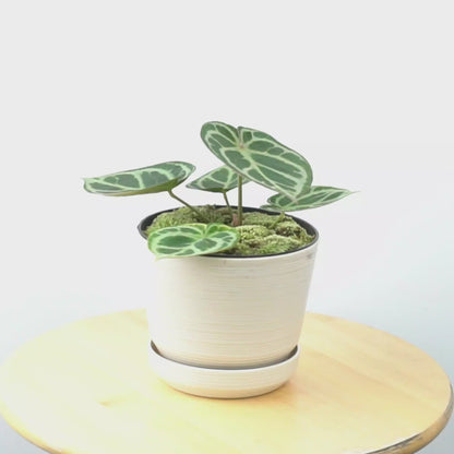 Anthurium Dorayaki Hybrid - greenspaces.id