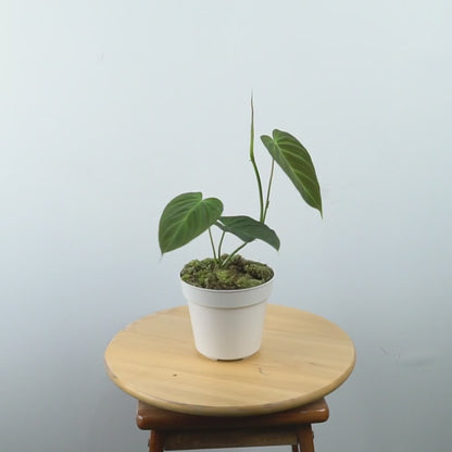 Philodendron Splendid - Greenspaces.id