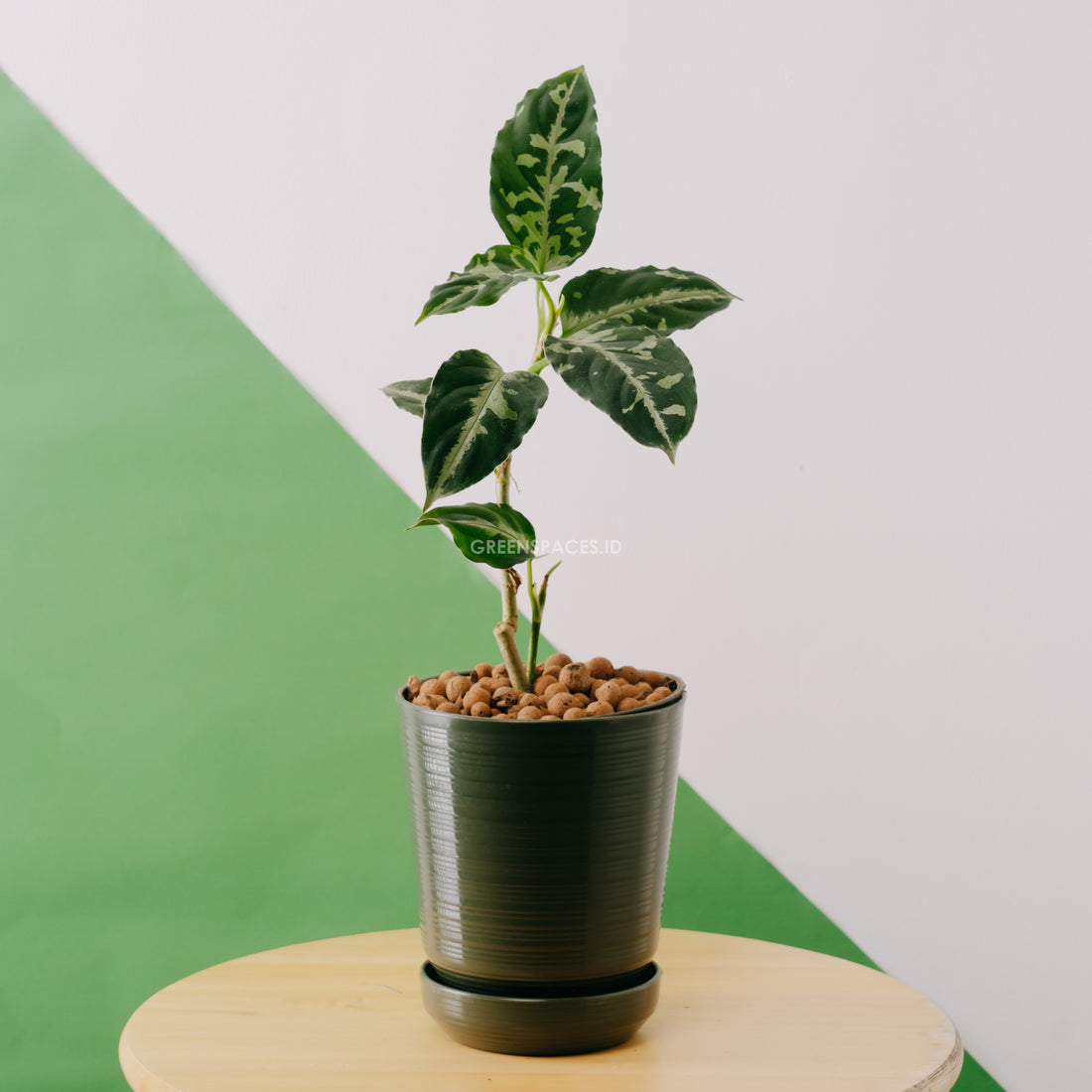 Aglaonema Pictum bicolor