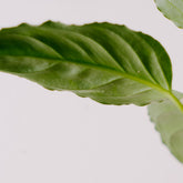 Aglaonema Pictum bicolor_Rear Of Leaf