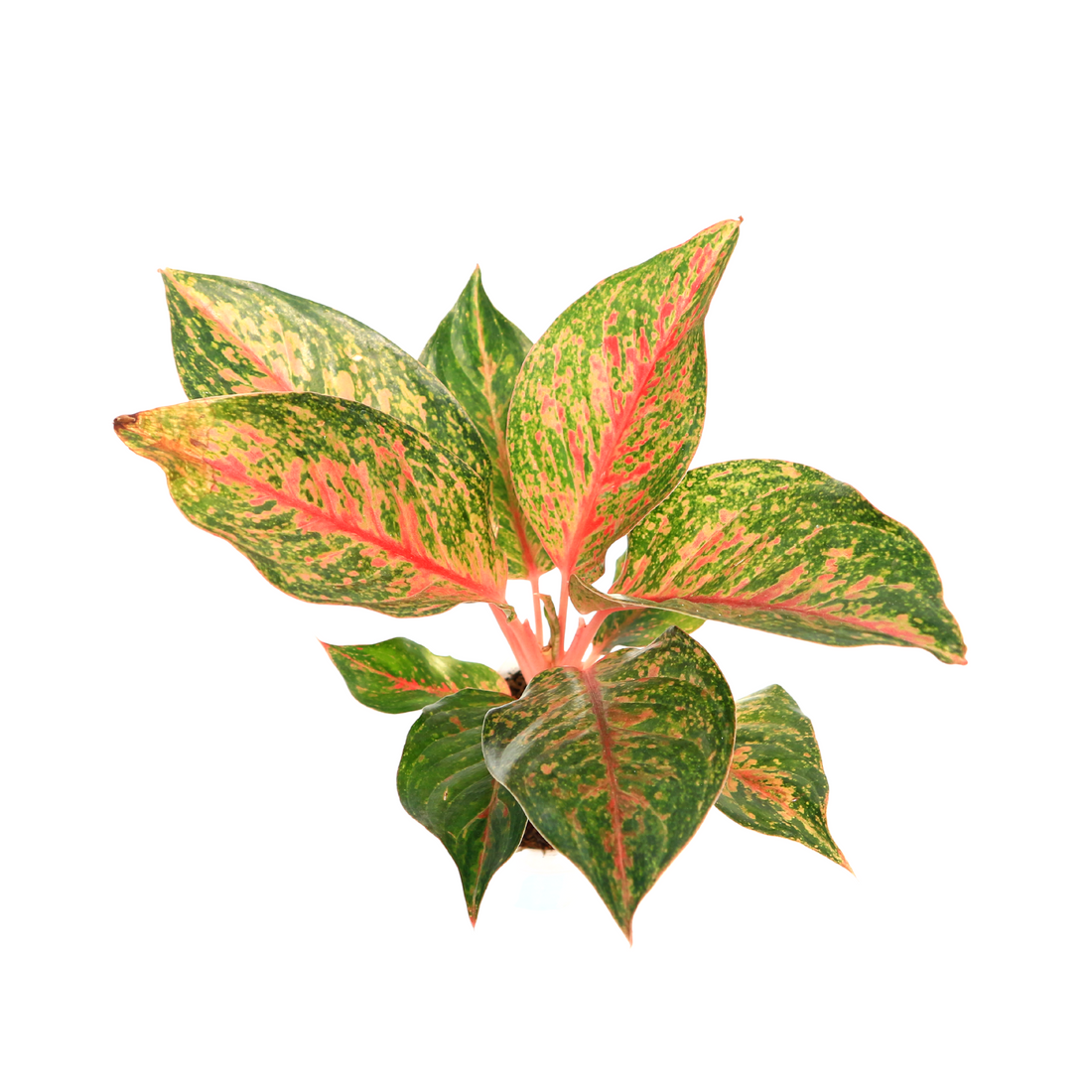 Aglaonema Red Anita - Greenspaces.id