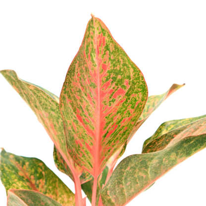 Aglaonema Red Anita - Greenspaces.id