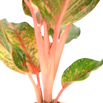 Aglaonema Red Anita - Greenspaces.id