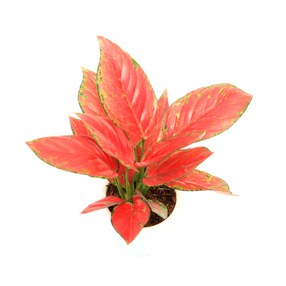 Aglaonema Red Venus - Greenspaces.id
