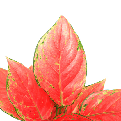 Aglaonema Red Venus - Greenspaces.id