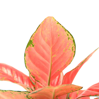 Aglaonema Red Venus - Greenspaces.id