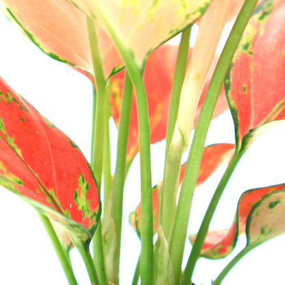 Aglaonema Red Venus - Greenspaces.id