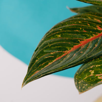 Aglaonema Adelia