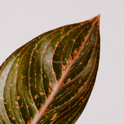 Aglaonema Adelia