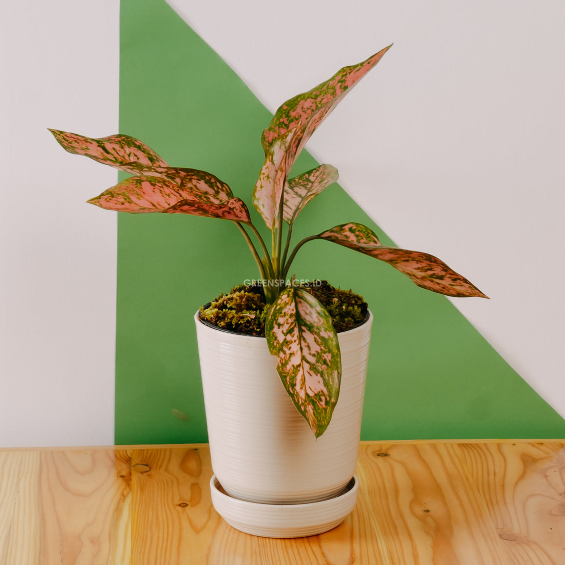 Aglaonema lady valentine