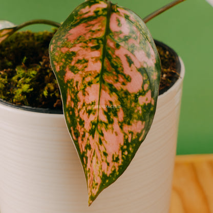Aglaonema lady valentine_Front Of Leaf